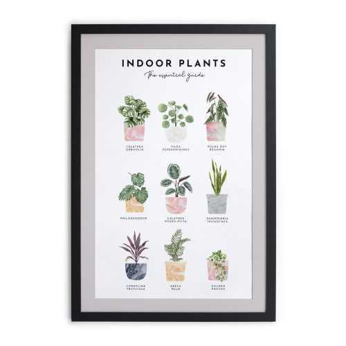 Indoor Plants keretezett fali kép
